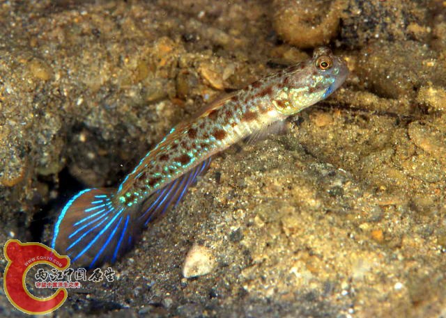 條腹裸滑鰕虎魚 - Psilogobius prolatus (ハラマキハゼ).jpg