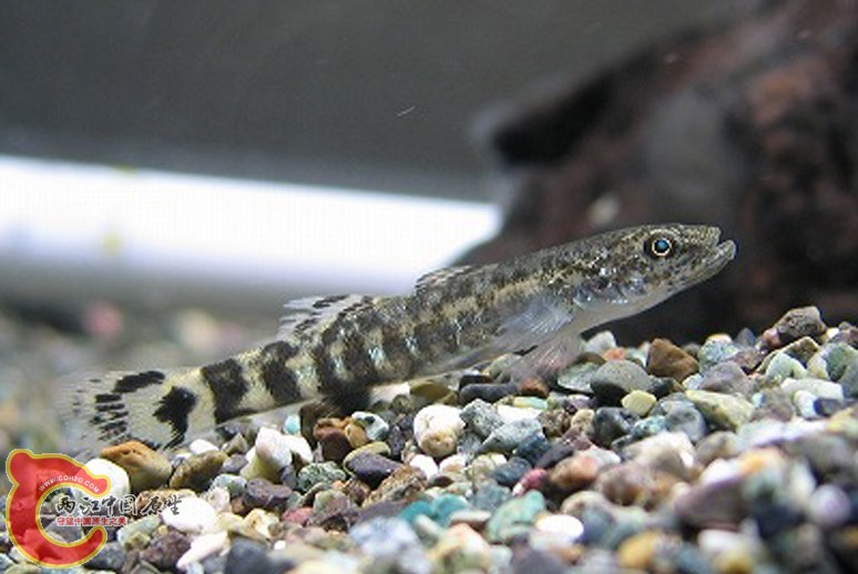 條尾裸頭鰕虎魚 - Gymnogobius urotaenia (ウキゴリ).jpg