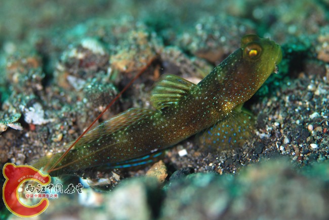 條紋絲鰕虎魚 - Cryptocentrus fasciatus (ムラサメハゼ).jpg