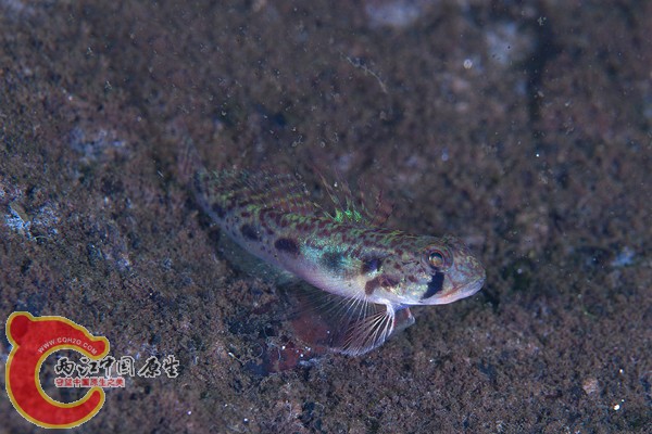 彎紋細棘鰕虎魚 - Acentrogobius audax (ニセツムギハゼ).jpg