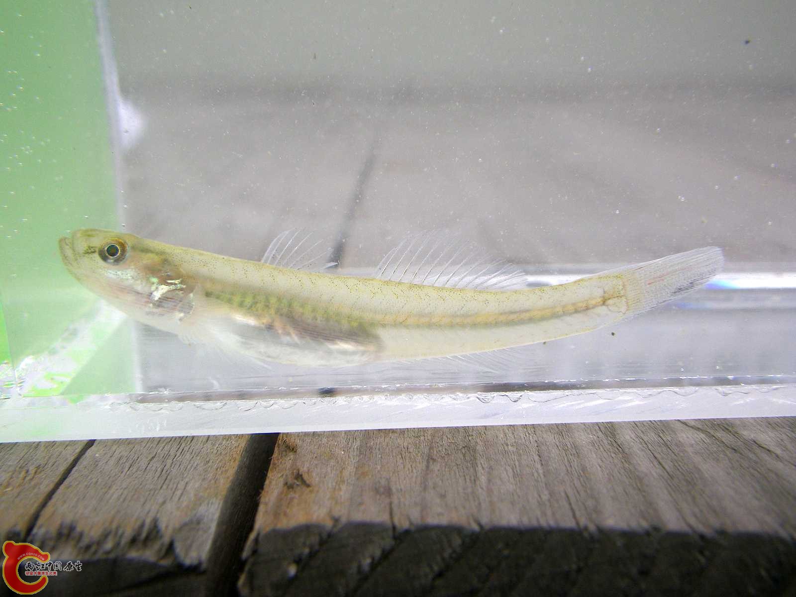 網紋裸身鰕虎魚 - Gymnogobius mororanus (ヘビハゼ).jpg