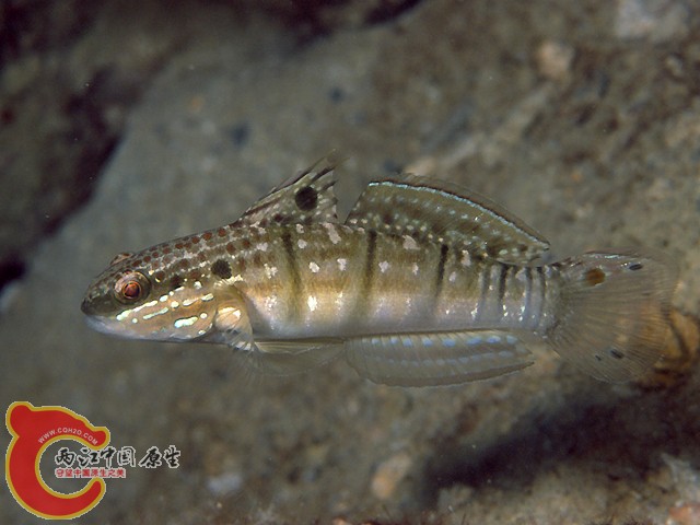 尾斑鈍鰕虎魚 - Amblygobius phalaena (サラサハゼ).jpg