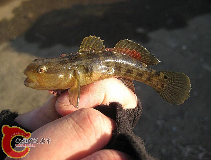 紋縞鰕虎魚 - Tridentiger trigonocephalus (アカオビシマハゼ).jpg