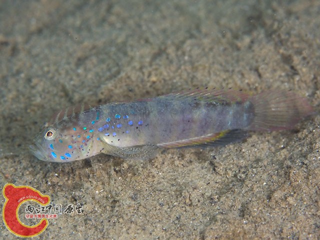 項冠鰕虎魚 - Cristatogobius lophius (トサカハゼ).jpg