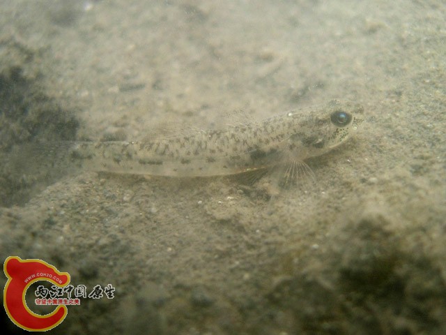 小口擬鰕虎魚 - Pseudogobius masago (マサゴハゼ，真砂鯊).jpg