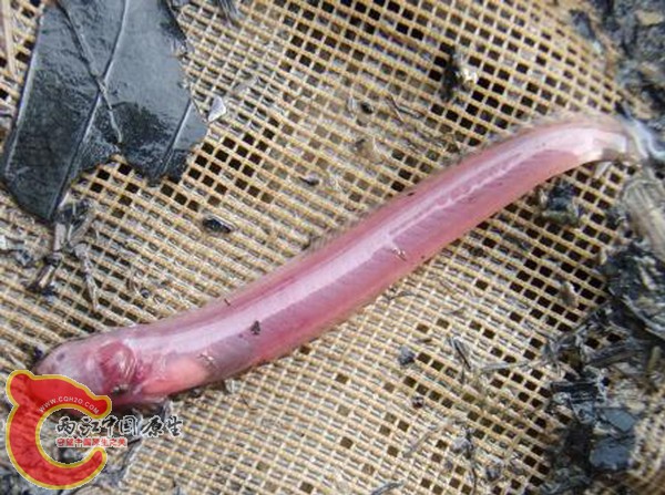 鬚鰻鰕虎魚 - Taenioides cirratus (チワラスボ).jpg