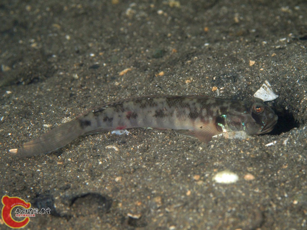 眼瓣溝鰕虎魚 - Oxyurichthys ophthalmonema (マツゲハゼ).jpg