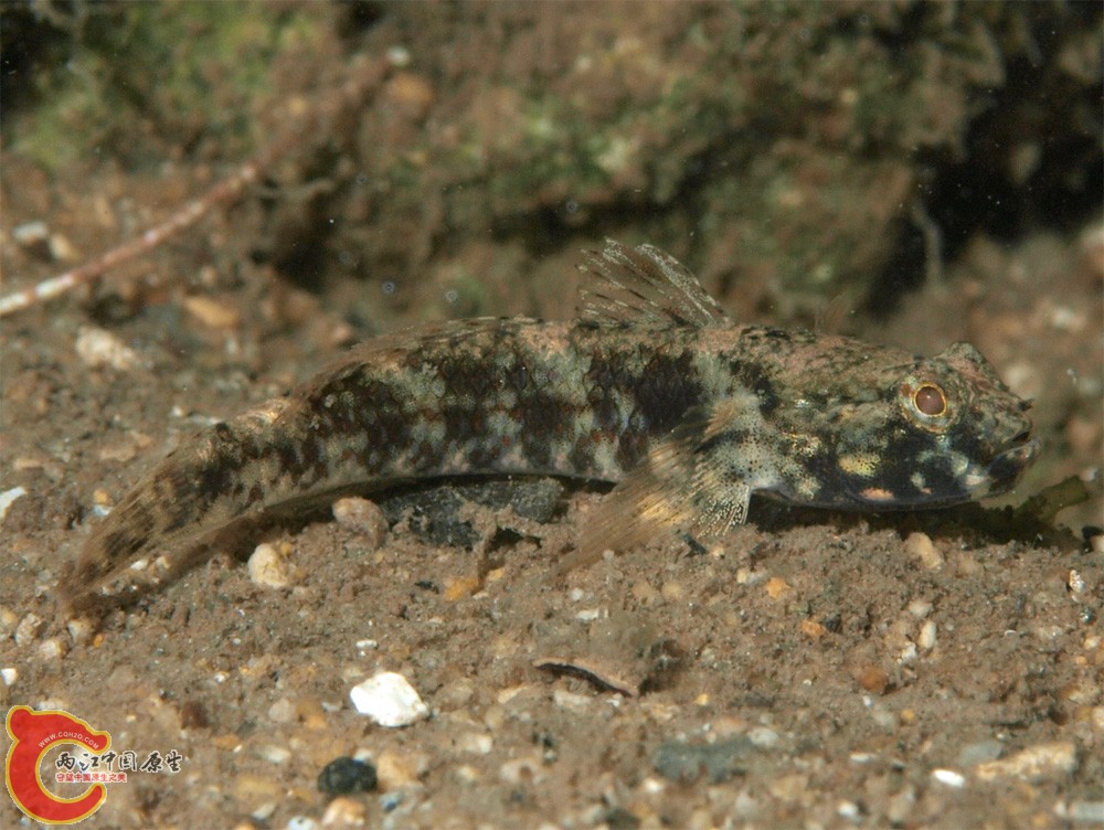 椰子深鰕虎魚 - Bathygobius cocosensis (スジクモハゼ).jpg