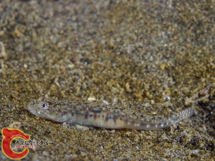 頤突裸頭鰕虎魚 - Gymnogobius uchidai (チクゼンハゼ).jpg