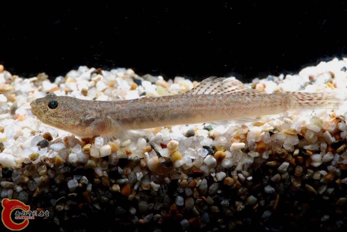 圓裸頭鰕虎魚 - Gymnogobius cylindricus (キセルハゼ).jpg