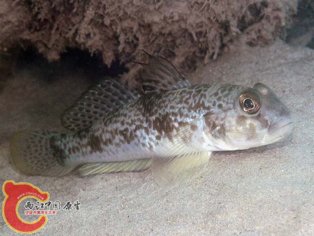 雲斑裸頰鰕虎魚 - Yongeichthys criniger (ツムギハゼ).jpg