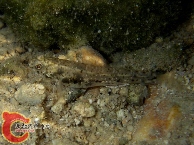 爪哇擬鰕虎魚 - Pseudogobius javanicus (スナゴハゼ).JPG