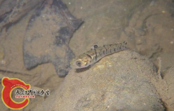 諸氏鯔鰕虎魚 - Mugilogobius chulae (ナミハゼ).jpg