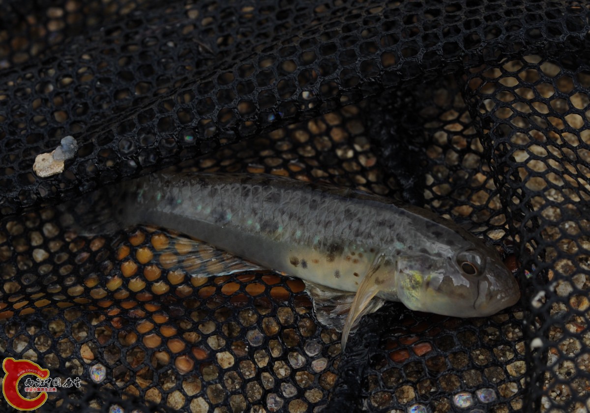 紫鰭細棘鰕虎魚 - Acentrogobius janthinopterus (カスミハゼ).jpg