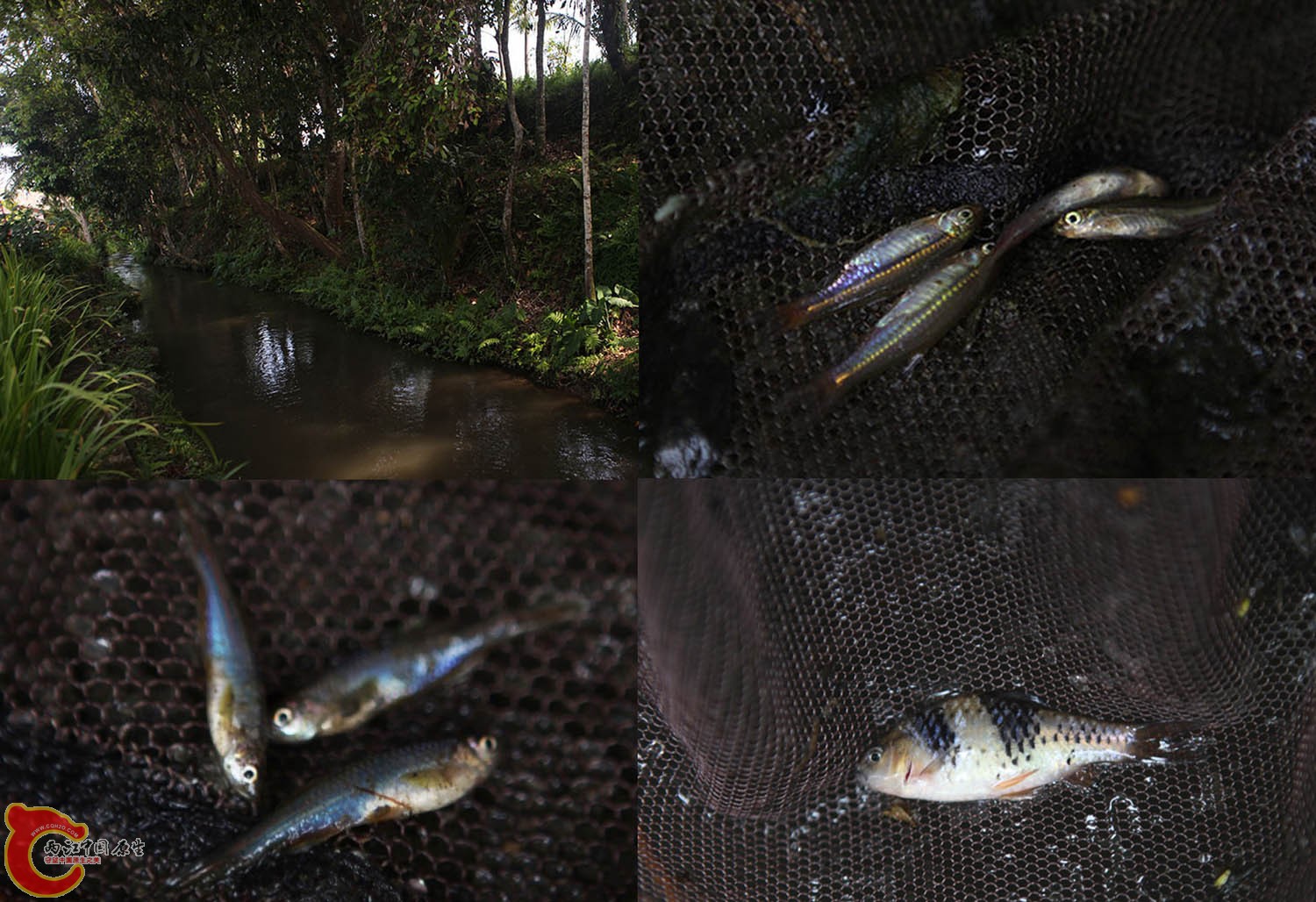 林地生物.jpg