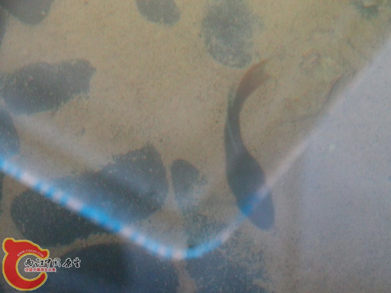 DSC00946.jpg