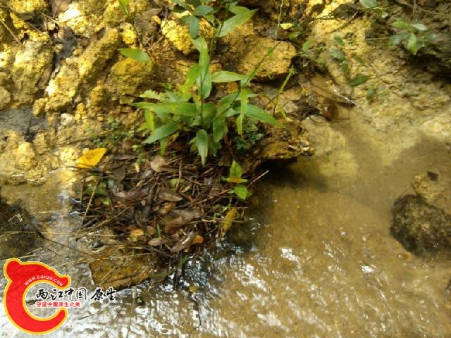 IMG_20141005_120756.jpg
