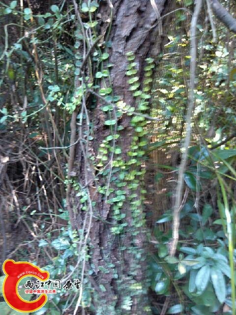 IMG_20141005_121309.jpg