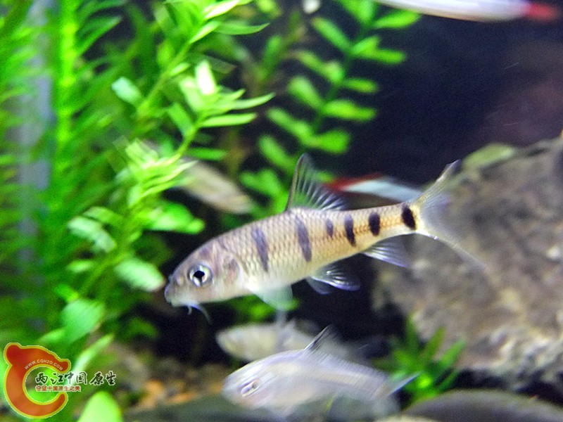 DSCF3968.JPG