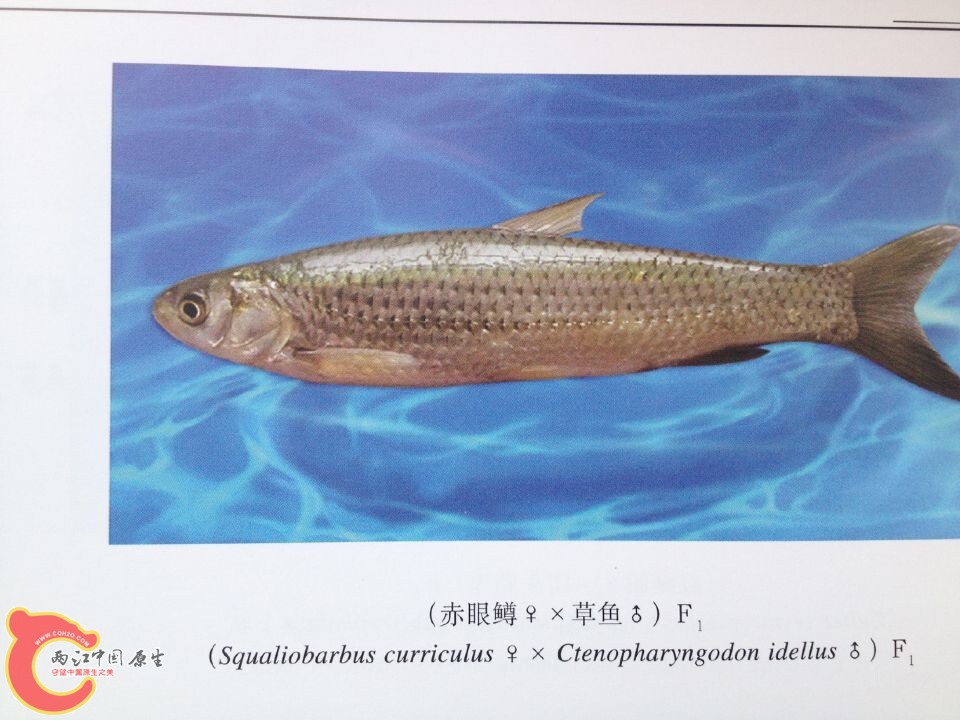 赤眼鳟系列.jpg