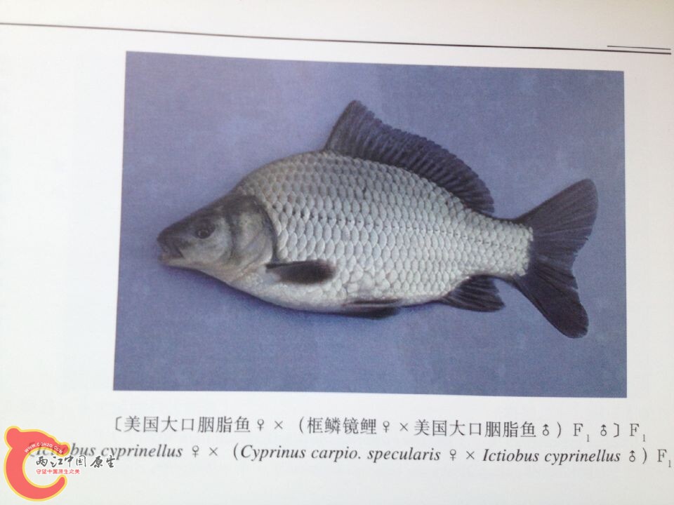 大口胭脂鱼系列 (2).jpg