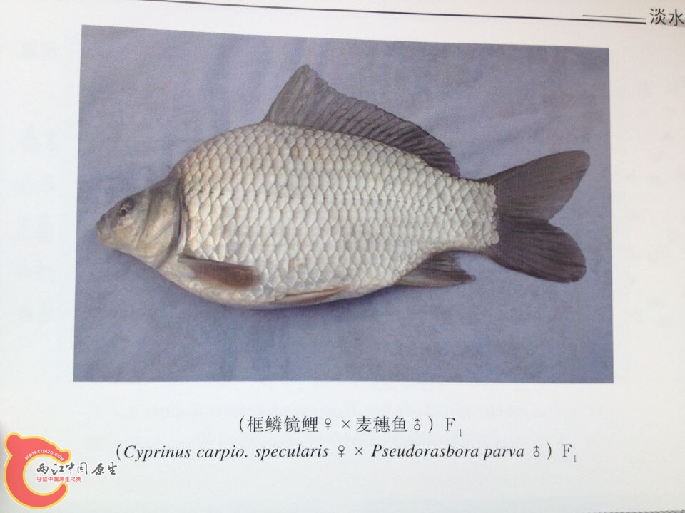 镜鲤系列.jpg