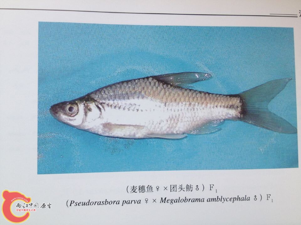 麦穗鱼系列.jpg