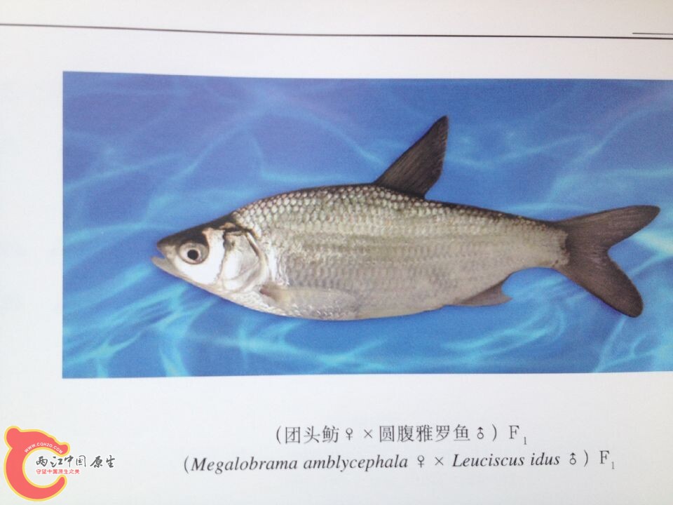 团头鲂系列 (7).jpg
