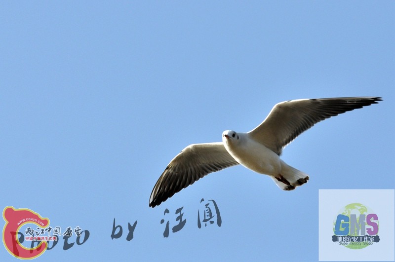 红嘴鸥 Larus ridibundus Linnaeus 3 .jpg