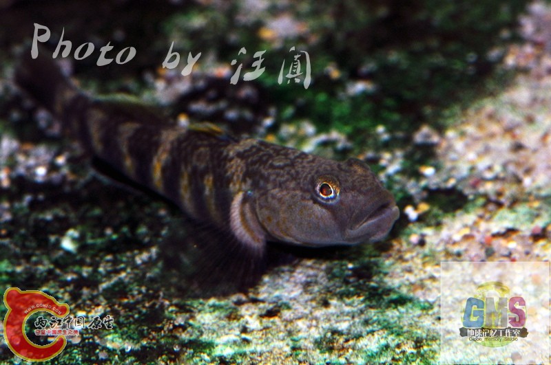 波氏吻虾虎鱼 Rhinogobius cliffordpopei (Nichols) 3 .jpg
