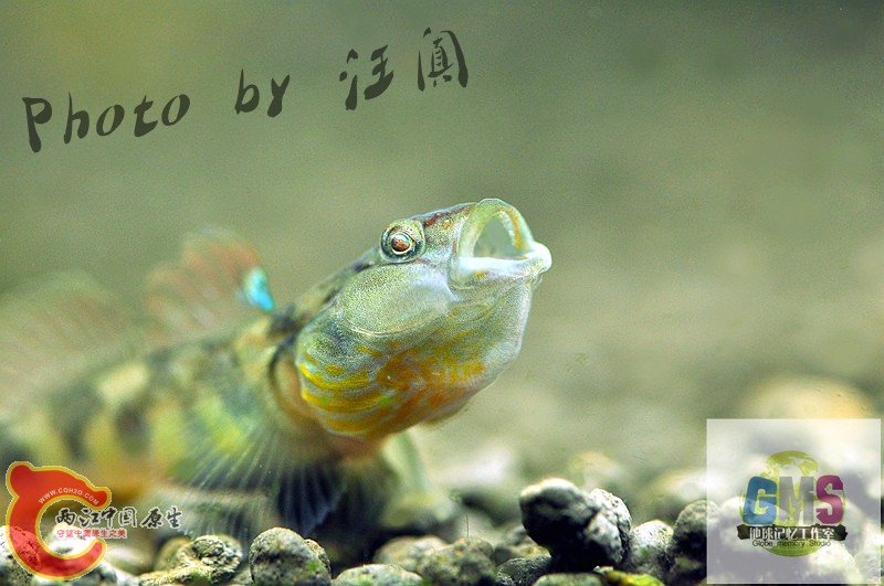 波氏吻虾虎鱼 Rhinogobius cliffordpopei (Nichols) .jpg