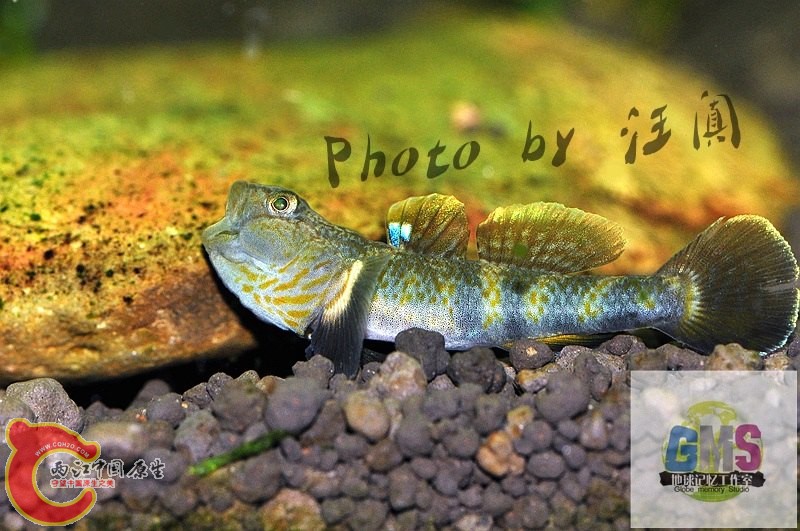波氏吻虾虎鱼 Rhinogobius cliffordpopei (Nichols) 2 .jpg