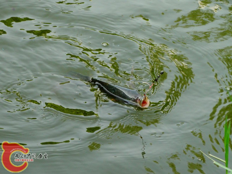 DSC00962.jpg