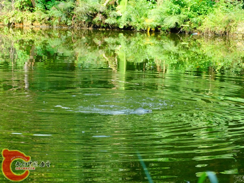 DSC00975.jpg