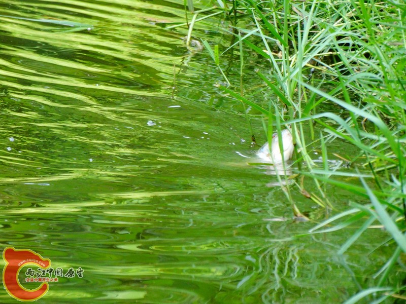 DSC00976.jpg
