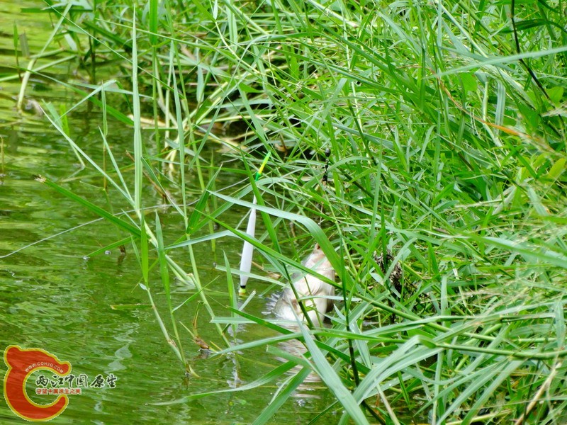 DSC00977.jpg