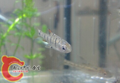 条纹小鲃