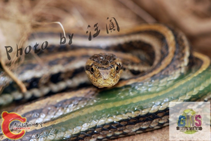 红纹滞卵蛇 Oocatochus rufodorsata （Cantor） 2.jpg