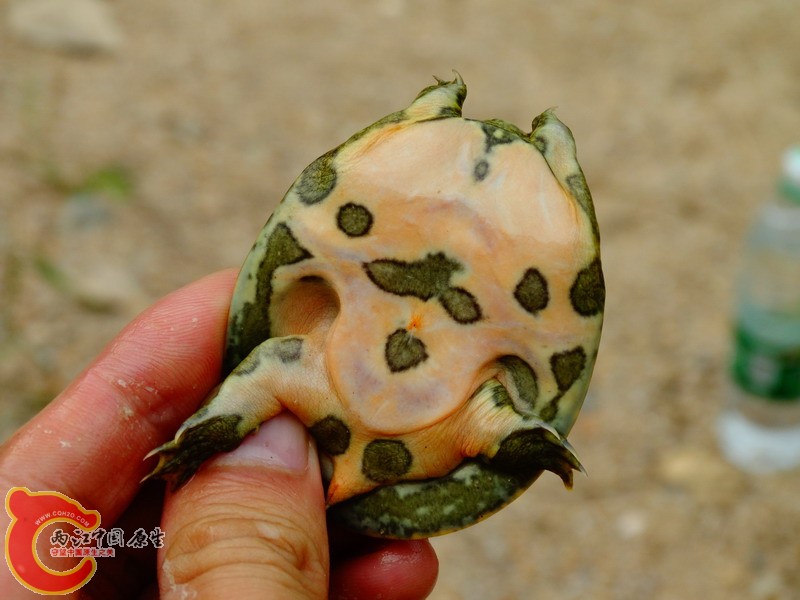 DSC00904.jpg