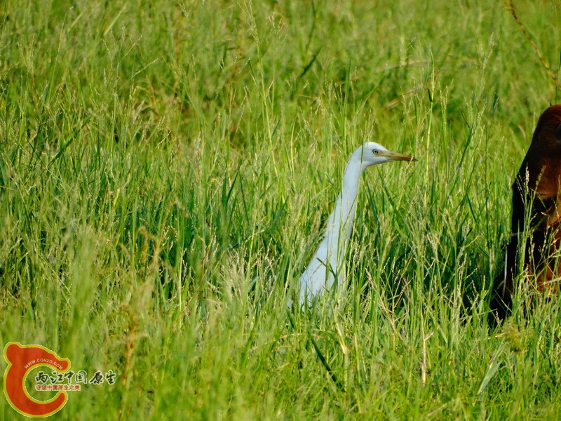 DSC00985.jpg
