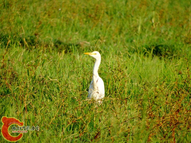 DSC00987.jpg