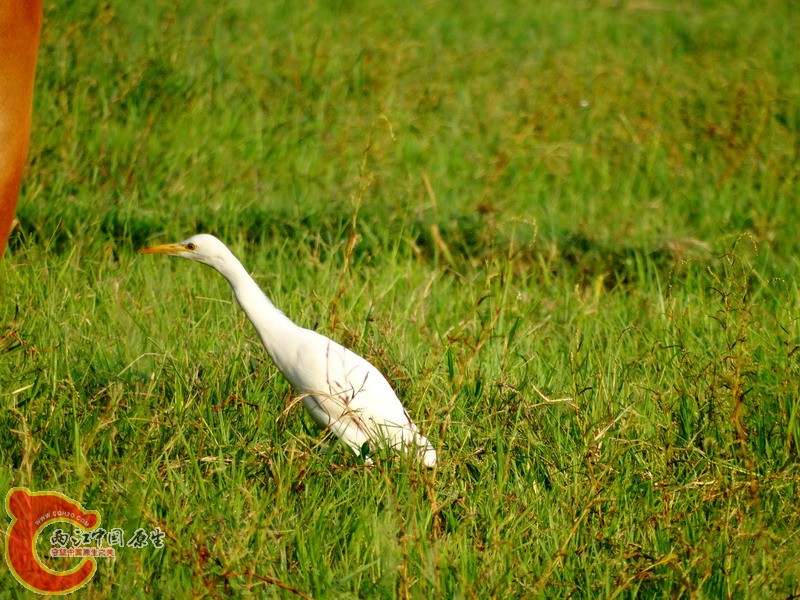 DSC00988.jpg