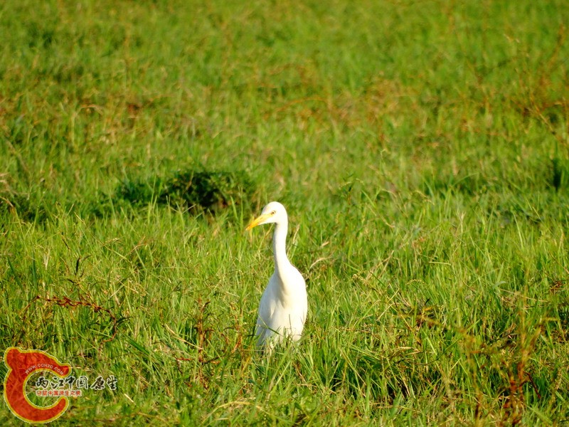 DSC00989.jpg