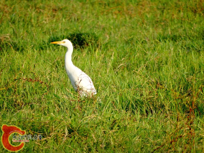 DSC00990.jpg