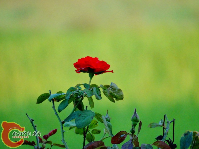 DSC00997.jpg