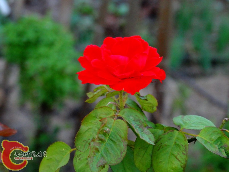 DSC00998.jpg