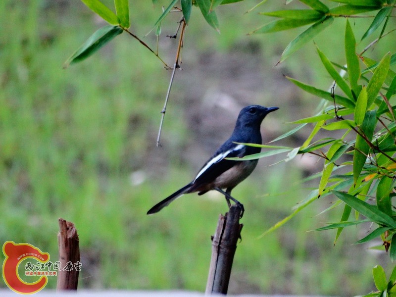 DSC01013.jpg