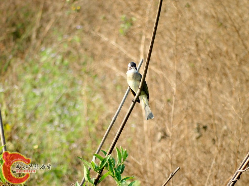 DSC01062.jpg