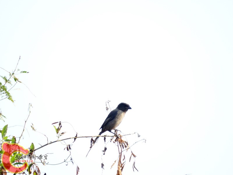 DSC01063.jpg