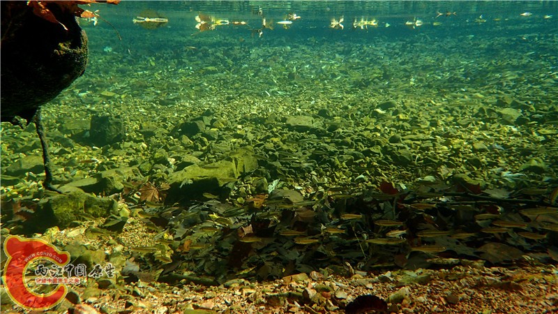 PA260821.jpg